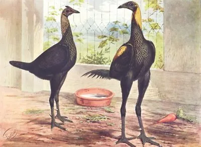 BIRDS. Cock Fighting. Game Fowl. Brown Red Game (Wright) 1910 Old Print • £13.99