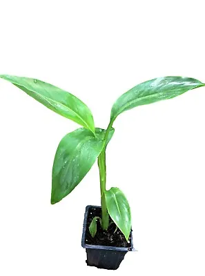 Basjoo Banana Musa Baby Tree - 4'' Pot Live Plant Cold Hardy • $10.95