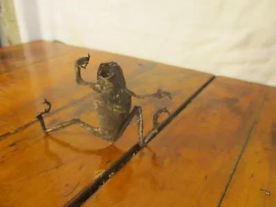 Small Mummified Frog - Oddity - Halloween Décor - Preserved Amphibian • $20