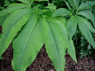 Three 3 - 5 Oz Sauromatum Venosum Bulbs Tuber Voodoo Lily Amorphophallus • $25