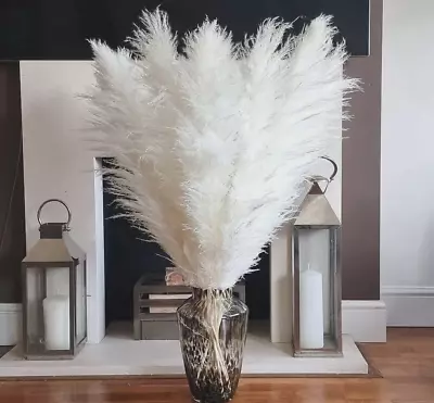 Pampas Grass Large White Tall Fluffy Dried Extra Large Natural Plant 120cm ( 1 ) • £10.85