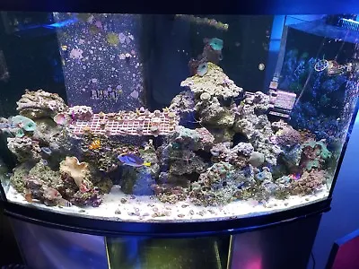 $110 • Buy 10 Pounds Of Real Live Rock Fiji Pukani Tonga Etc Coral Saltwater Fish Tank
