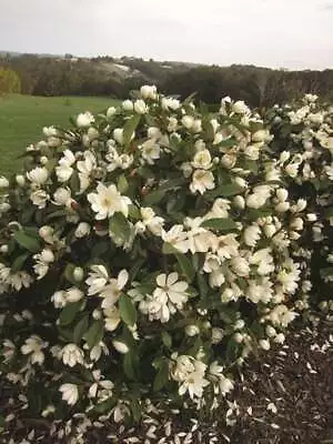 Magnolia Spring Large White Flowering Cream Fairy Semi Evergreen Shrub 3L Pot • £45.98