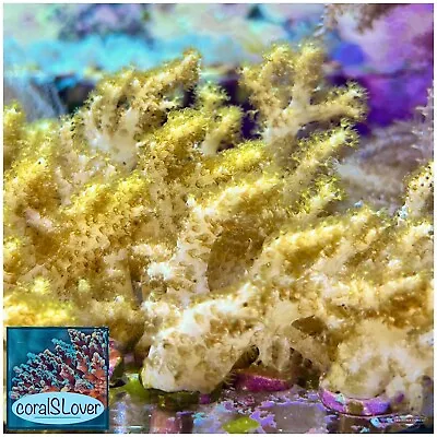 Live Coral Finger Leather (green Stalks) FRAG  CoralSLover  • $29.95