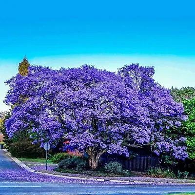 Jacaranda Tree - Jacaranda Mimosifolia - 100 Pieces Seeds • £9.59