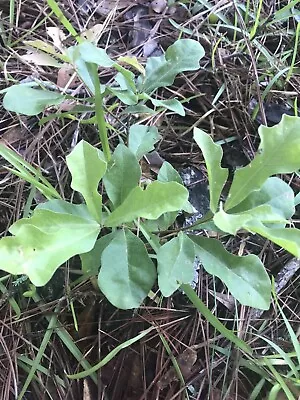 10 White Oak Trees Live Plants  Seedlings Sapling  Acorn  Shade 6-12 Inches • $29.99