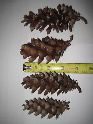 135 Small (4 Inches Max) White Pine Cones Real Crafts Fall Christmas Wreath • $7.05