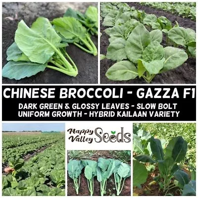 Chinese Broccoli Gazza F1 50 Seeds Autumn Winter Vegetable Garden Easy Grow COOL • $5.94