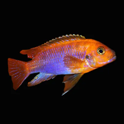 Rusty Cichlid | Iodotropheus Sprengerae | Lavender Mbuna | Lake Malawi Cichlid • £11.39