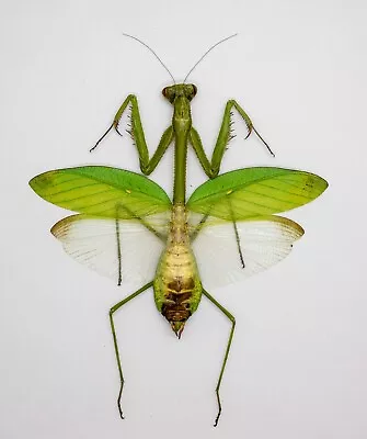 Mantidae - Mantis - Mantidae Sp - Tapah Hills Cameron Highland Malaysia (GM05) • $12.98