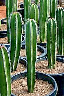 1-  Stenocereus Marginatus Mexican Fence Post Cactus. Ships Bare Root • $109.87