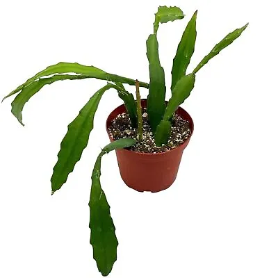 Epiphyllum Orchid Cactus 4 Inch Disocactus Ackermannii • $29.99