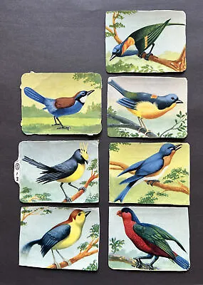 Vintage Mamelok Die Cut Paper Embossed Scraps X7 A Birds Of Paradise No. 894 • £9