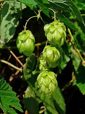 Hops Seeds - Humulus Lupulus - Common Hops - Multiple Quantities • $15.29