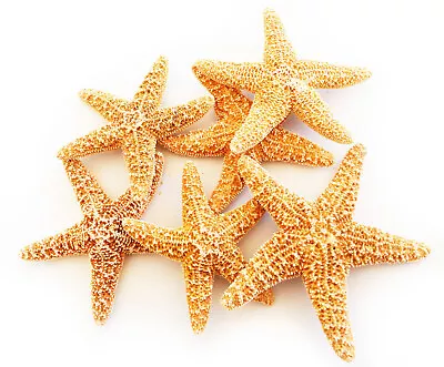 Set Of 6 Small Sugar Starfish 3-4  Beach Wedding Decor Nautical Crafts Coastal • $21.99