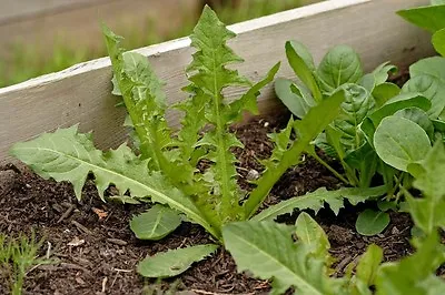 Italian Dandelion * Bulk 500 Seeds *  Salads * Garnish * Steamed * • £2.64