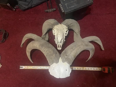 $450 • Buy Bighorn Sheep Horns
