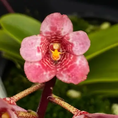 $75 • Buy Select Barrita Orchids Sarcochilus INDP/050