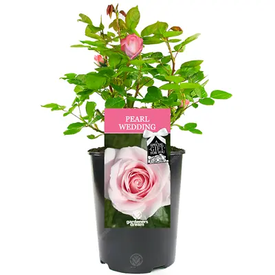 £23.99 • Buy Pearl Wedding Rose - 30th Wedding Anniversary Gift - Live Rose Bush Plant