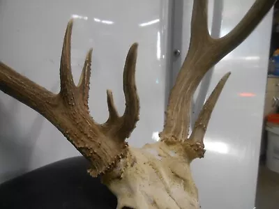 Devils Tines WHITETAIL DEER RACK Antlers Mule Mount Taxidermy Elk Cape Moose • $190