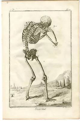 Antique Print-HUMAN ANATOMY-SKELETON-BONES-SKULL-Gregori-Diderot-1779 • $110