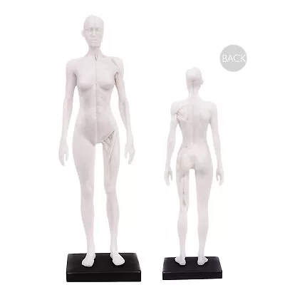 30cm Human Skeleton Anatomical Model Female Anatomy Skull Muscle Bone White • $33.24