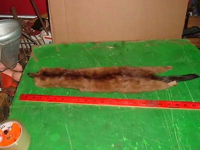 Tanned Mink Or Marten Fur Hunting Cabin Cottage Man Cave Wall Decor Taxidermy • $36