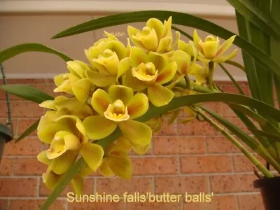 Cymbidium Orchid  SUNSHINE FALLS  'BUTTER BALLS  - 2 SPIKES • $50