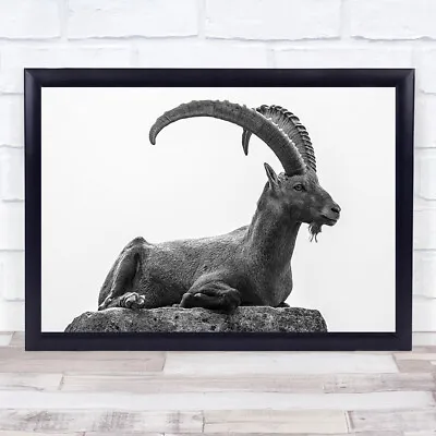 Resting Wildlife Wild Nature Animal Animals Horns Ibex Mountain Wall Art Print • $49.74