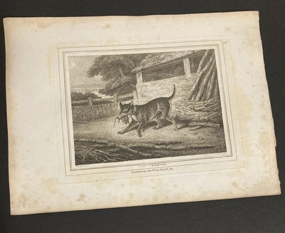 £9.99 • Buy Etching By Samuel Howitt  THE TERRIER