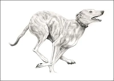 £3.50 • Buy Running Lurcher Greeting Card Greyhound Whippet Sighthound Dog Get Well Soon 