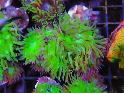 Duncan Coral 3 Heads Marine Aquarium LPs Hard Coral • £22.50