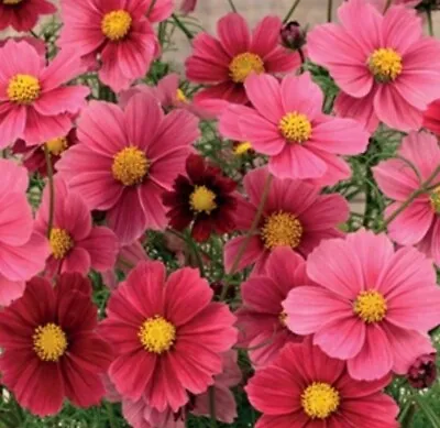 Cosmos Seeds Annual Flowers Garden Plants 'Antiquity' 10 Seeds • £1.50