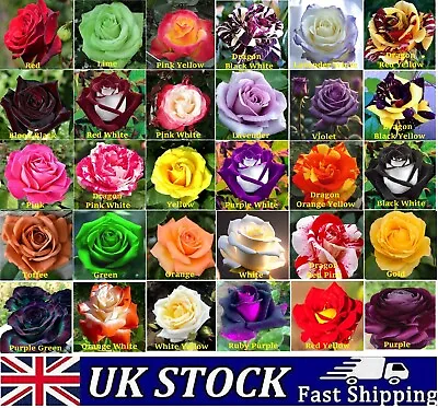 £8.50 • Buy Rose Seeds Multi Coloured Rose Flower Seeds Home Garden Plant, UK