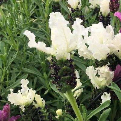 French Lavender 'Lavita White'. Plug Plant X 4. White Flowering French Lavender. • £10.95