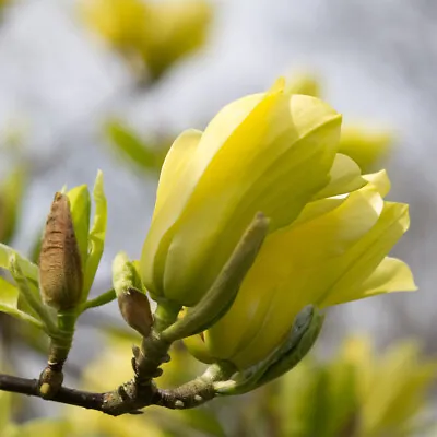 Magnolia Tree Standard Garden Plants 'Yellow Bird' 1 Bare Root 5-8 Breaks T&M • £14.99