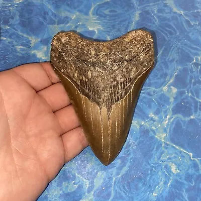 Megalodon Shark Tooth 4.32” Huge Teeth Meg Scuba Diver Direct Fossil Nc 2927 • $9.99