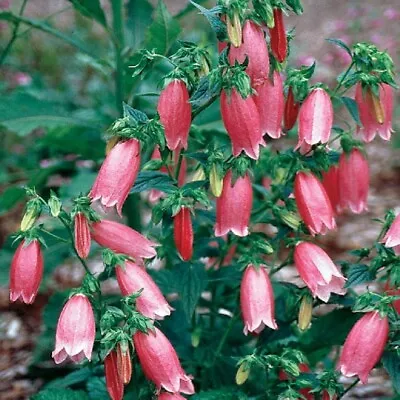  Campanula Punctata Rubriflora (Spotted Bellflower)-50 Seeds/HP • £2.30