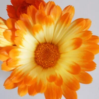 Calendula - Oopsy Daisy - Kings Seeds Pictorial Pack - 100 Seeds • £2.35
