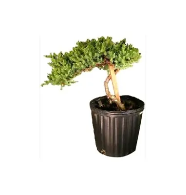 Juniper Bonsai Tree Staked Procumbens Nana Outdoor Evergreen 6 Y.o 14  Tall • $65.95