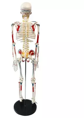 Skeleton Model With Muscle Painted/Ligament Medical Anatomy 33 /85cm Flexible • $96.94