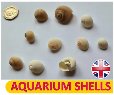 10 X AQUARIUM SNAIL SHELLS DECORATION CRAFTS HERMIT CRAB MARINE FISH TANK (W08) • £3.49