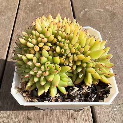 ⭐️ Echeveria Agavoides Maria Crested *Rare Find Succulent Rooted In 10cm Pot • $45