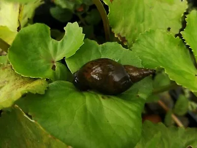 £9.99 • Buy 12x Great Pond Snails - Lymnaea Stagnalis. Algae Control 