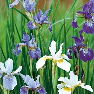 £2 • Buy Iris Sibirica 'New Hybrids'  - 15 SEEDS 