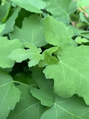 1 Brown Turkey Fig Tree Plant 6 ~14  Tall Rooted Live Plant Ficus Carica • $7