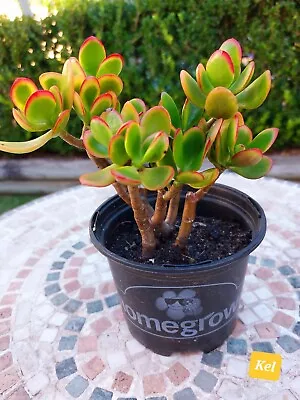 1 Pot Plant/ RUBY OVATA Crassula Succulent Jade/ Succulents/ Money Tree • $8.95