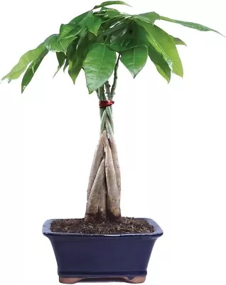 Bonsai Money Tree Pachira Good Luck Tree LIVE Evergreen Houseplant In 4  Pot • $29.67