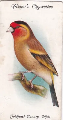 14 Goldfinch Canary Mule Aviary & Cage Birds 1933  Players Cigarette Card • £1.29