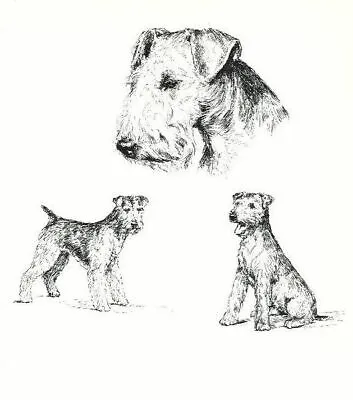 Welsh Terrier - CUSTOM MATTED - 1963 Vintage Dog Art Print * • $17.95
